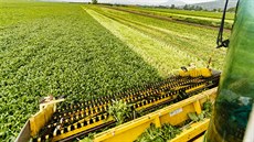V květnu vrcholí sklizeň a zpracování špenátu na mražení. Společnost Agrimex,... V květnu vrcholí sklizeň a zpracování špenátu na mražení. Společnost Agrimex,...
