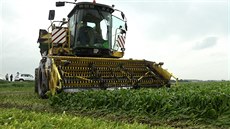 Zemědělci čekali na déšť a teď sklízí špenát, dokud nepřeroste. Zemědělci čekali na déšť a teď sklízí špenát, dokud nepřeroste.