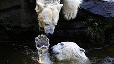 PAC. Lední mědvědi v berlínské Tierpark Zoo si hrají ve vodě. PAC. Lední mědvědi v berlínské Tierpark Zoo si hrají ve vodě.