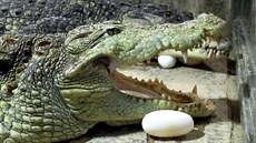 Krokodýl bahenní 