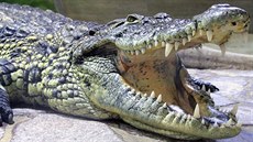 Krokodýl nilský jako dospělý krasavec právem budící respekt. Krokodýl nilský jako dospělý krasavec právem budící respekt.
