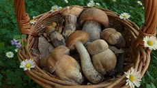 Úlovek z tohoto týdne, z lokality u Kostelce nad Černými lesy. Zapomeňte ovšem... Úlovek z tohoto týdne, z lokality u Kostelce nad Černými lesy. Zapomeňte ovšem...