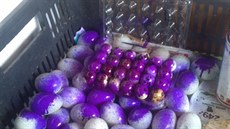 Vajíka znehodnocena fialovou barvou.
