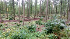 Lesní hbitov v Sasku, kterým se inspirovali hradetí lesníci