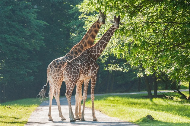 irafy se vrátily na safari v Zoo ve Dvoe Králové (21. 5. 2018).