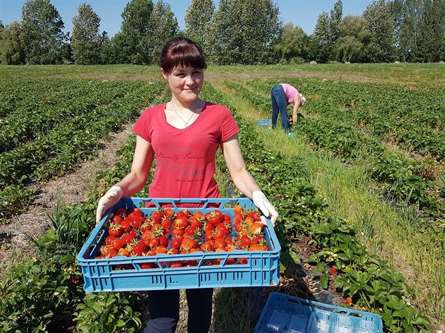 Na polích u Piletic na Hradecku sklízejí jahody.