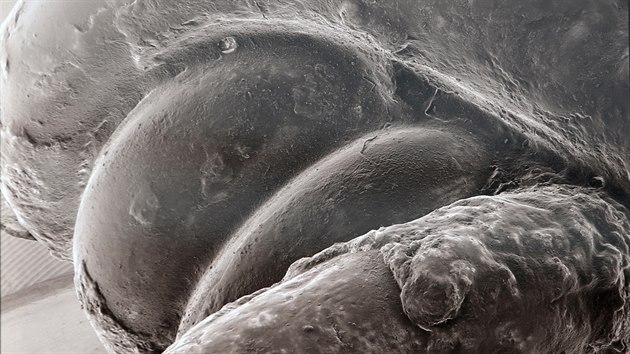 Elektronov mikroskop prozkoumal pedmty spojen s histori Brna. Na snmku pruina otevracho mechanismu bronzov atn spony ze 4. stolet ped nam letopotem.
