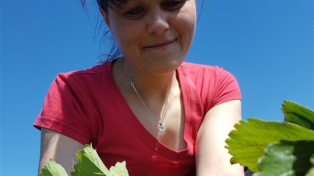 Na polch u Piletic na Hradecku sklzej jahody.