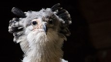 Hadilov písař patří mezi velmi pozoruhodné dravé ptáky. Žije v polopouštích a... Hadilov písař patří mezi velmi pozoruhodné dravé ptáky. Žije v polopouštích a...