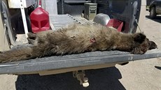 Američtí odborníci řeší záhadu zvířete, které se podobá vlkovi. Tělo odeslali... Američtí odborníci řeší záhadu zvířete, které se podobá vlkovi. Tělo odeslali...