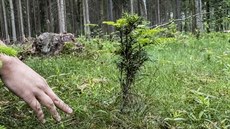 Biskupské lesy v okolí Chrasti, Biskupské lesy v okolí Chrasti,