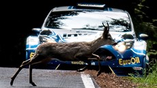 Nečekaná překážka se Václavu Pechovi objevila na trati Rallye Český Krumlov.... Nečekaná překážka se Václavu Pechovi objevila na trati Rallye Český Krumlov....