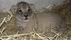 První snímek mláděte v přírodě vyhubeného lva berberského, které se narodilo v... První snímek mláděte v přírodě vyhubeného lva berberského, které se narodilo v...