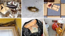 Kontroly SZPI v provozovnách, které nakládají s potravinami. Kontroly SZPI v provozovnách, které nakládají s potravinami.