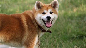 Akita Inu: národní poklad, kterému staví pomníky