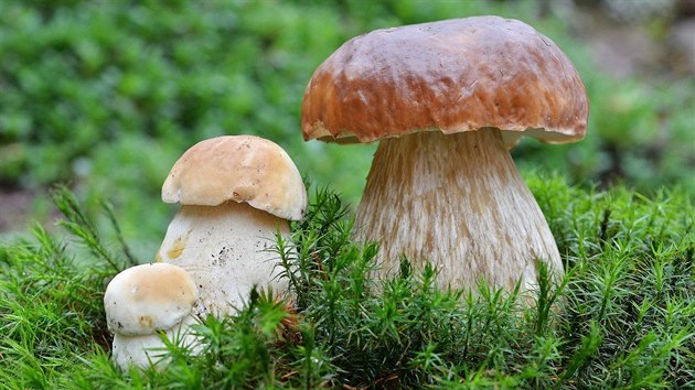 Pokud houbaříte, hřiby či křemenáče určitě milujete. Ale vyznáte se v nich? Pokud houbaříte, hřiby či křemenáče určitě milujete. Ale vyznáte se v nich?