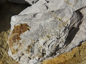 Zkamenliny v lomu Nehvizdy v roce 2017