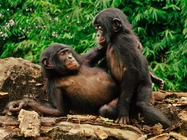 Tento pár impanz bonobo vypadá tak trochu nezúastnn, sex vak hraje v...
