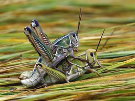 Hrátky kobylek se zdají být trochu strojov komplikované.