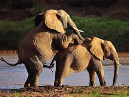 Toto je ovem docela jiná váha. Takto vypadá gigantické páení slon afrických.