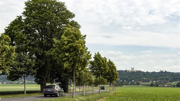 Pohled na poutní cestu lemovanou historickou alejí, která vede z Olomouce k...