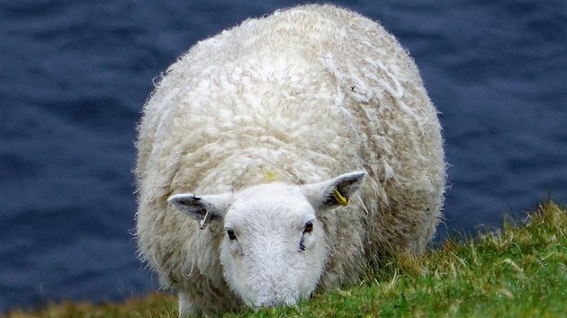 Isle of Skye, Skotsko: Skotsko jsou hory, jezera a ovce - astn ovce. Oteven krajina puntkovan blmi vlnnmi svetry je naprostm balzmem pro dui.