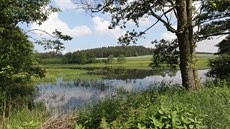 Průzračně čistá voda rybníku V seči na Jihlavsku je teď plná obojživelníků –... Průzračně čistá voda rybníku V seči na Jihlavsku je teď plná obojživelníků –...