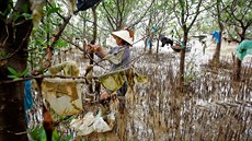 NAPLAVENÉ ODPADKY. ena odklízí kusy plast ze strom u pláe ve vietnamské...