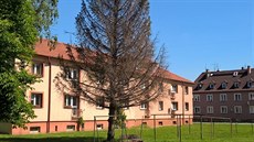 Jeden ze stromů, které v Krnově padly za oběť suchu. Jeden ze stromů, které v Krnově padly za oběť suchu.