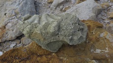 Zkamenlé devo v lomu Nehvizdy v roce 2017