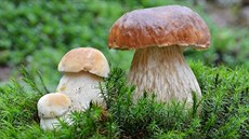 Pokud houbaříte, hřiby či křemenáče určitě milujete. Ale vyznáte se v nich? Pokud houbaříte, hřiby či křemenáče určitě milujete. Ale vyznáte se v nich?