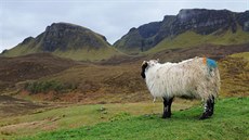 Isle of Skye, Skotsko: Skotsko jsou hory, jezera a ovce - astné ovce....