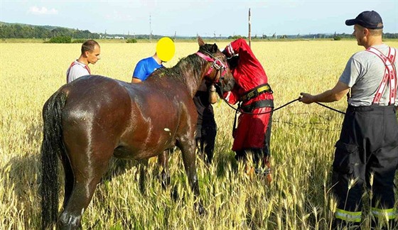 Jihomoravt hasii vyproovali kon. K jeho zchran pouili i jeb (16....