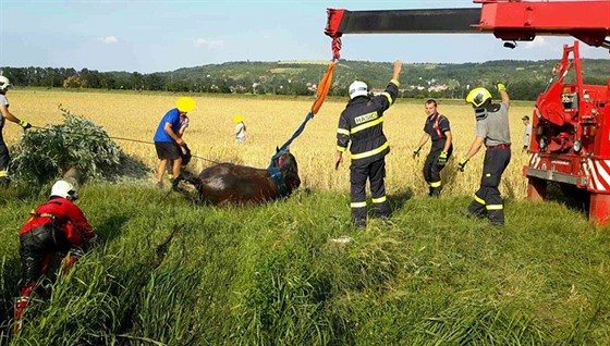 Jihomoravt hasii vyproovali kon. K jeho zchran pouili i jeb (16....