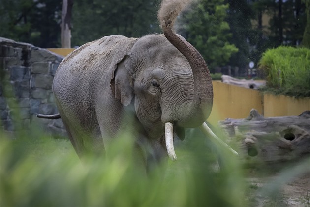 Sloní samec Maxim je novým obyvatelem ostravské zoo.