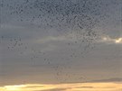 V nedli rno v Krajkov-Kvtn chovatel vypustili 32 tisc potovnch holub...