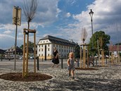 Celkem 14 akátů na náměstí Míru zimu nepřežilo. Torza mrtvých stromů tu budou... Celkem 14 akátů na náměstí Míru zimu nepřežilo. Torza mrtvých stromů tu budou...