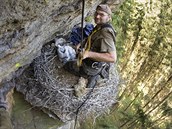 Václav Šena v jednom z hnízd s mladými sokoly, do kterého musel slanit. Ptáky... Václav Šena v jednom z hnízd s mladými sokoly, do kterého musel slanit. Ptáky...