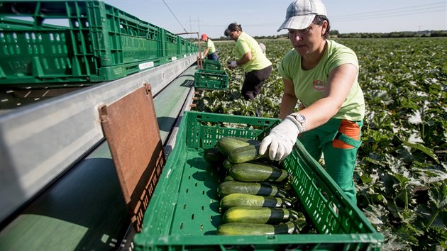 Zelinsk firma Hanka Mochov