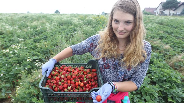 Samosbr, kter pi sklizni jahod rok co rok podaj antrkovi v esk Bl, je populrn iroko daleko. Lk tisce lid a v tchto dnech prv vrchol. Studentka Lucie Prkov pomh na polch farmm jako brigdnice.