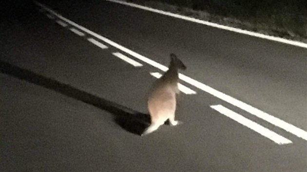 Klokana u Hradce Králové v sobotu večer vyfotil zákazník taxislužby.