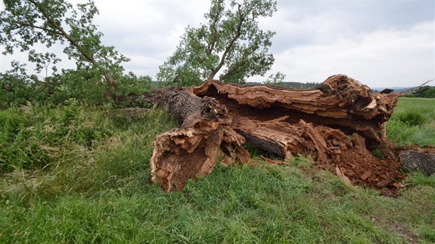 Vce ne sedm set let star Lomansk dub nedaleko Plas na Plzesku padl v ter k zemi.