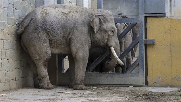 Slon samec Maxim je novm obyvatelem ostravsk zoo.