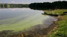 Vodní nádrž Skalka u Chebu je nechvalně proslulá výskytem sinic. Vodní nádrž Skalka u Chebu je nechvalně proslulá výskytem sinic.