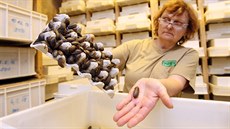 Na farmě Papek v Jaroměřicích nad Rokytnou chovají hmyz pro ZOO a nově i pro... Na farmě Papek v Jaroměřicích nad Rokytnou chovají hmyz pro ZOO a nově i pro...