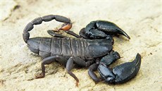 Jed škorpionů je vůbec nejdražší tekutinou světa. Jed škorpionů je vůbec nejdražší tekutinou světa.