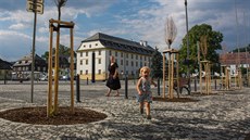 Celkem 14 akátů na náměstí Míru zimu nepřežilo. Torza mrtvých stromů tu budou... Celkem 14 akátů na náměstí Míru zimu nepřežilo. Torza mrtvých stromů tu budou...