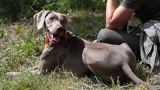 Výmarský ohař lovecké plemeno nezapře, proto je mu venku nejlépe. Potřebuje,... Výmarský ohař lovecké plemeno nezapře, proto je mu venku nejlépe. Potřebuje,...