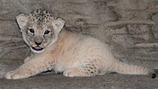 Olomoucká zoologická zahrada ukázala nové fotografie nyní několikatýdenního... Olomoucká zoologická zahrada ukázala nové fotografie nyní několikatýdenního...