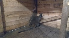 Klokan Skippy, který se toulal po Jizerských horách. Klokan Skippy, který se toulal po Jizerských horách.